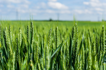 В ООН спрогнозировали снижение урожая пшеницы в России на 7 млн тонн